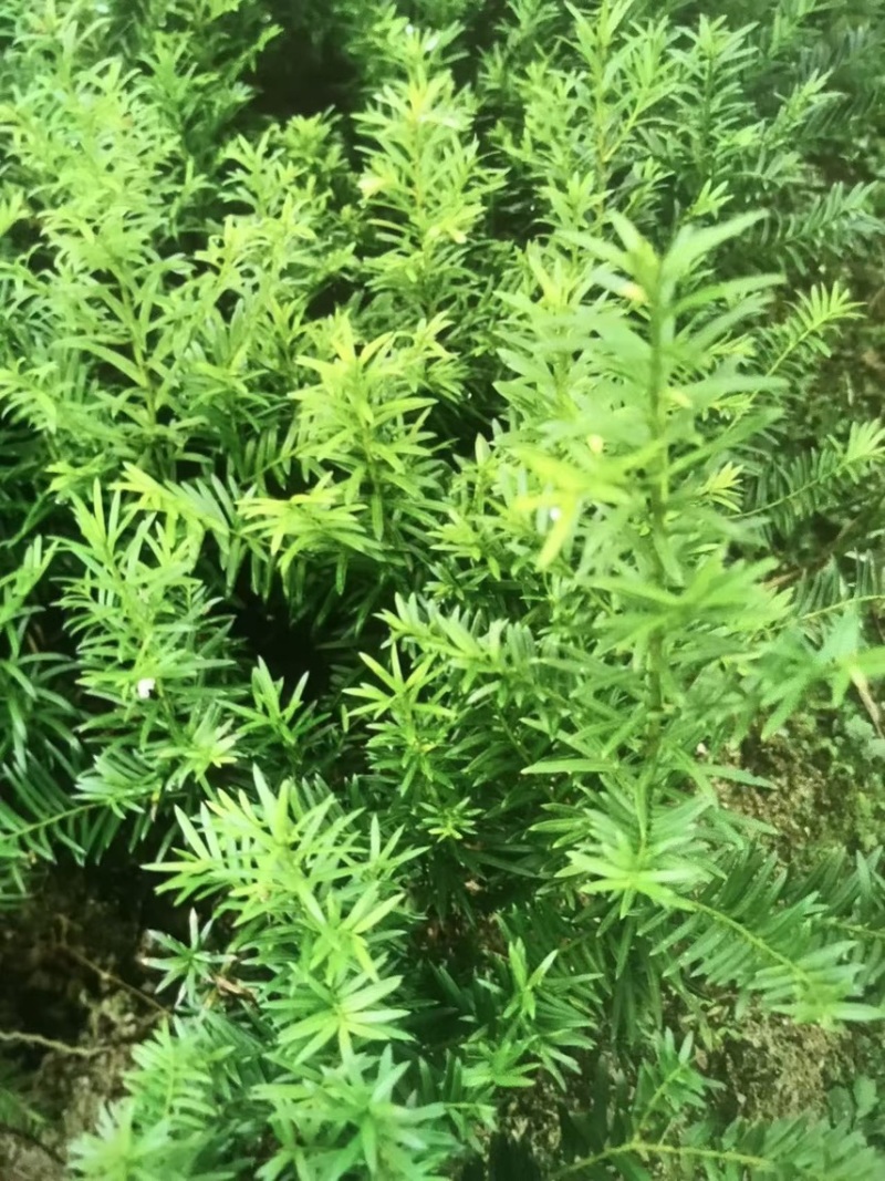红豆杉杯苗奉新县邹家苗圃种植基地大量供应大小不一等的红豆杉