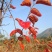 芮城柿饼
