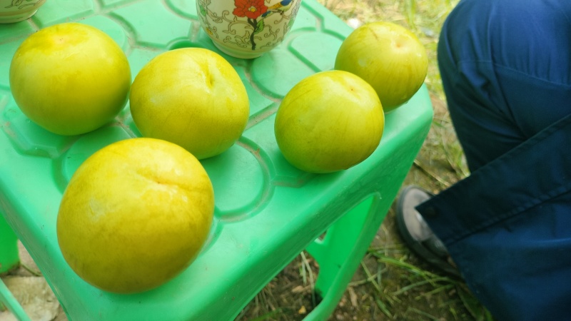 牛奶枣口感清甜爽脆