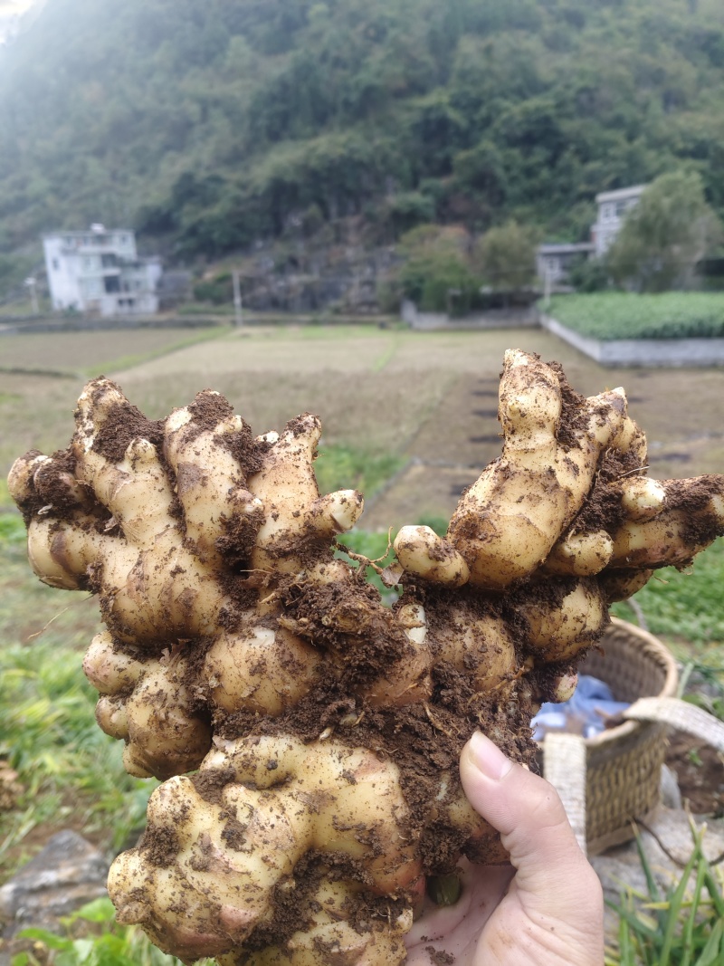 广西百色高山精品大肉姜色泽美丽，口感**，保质保量