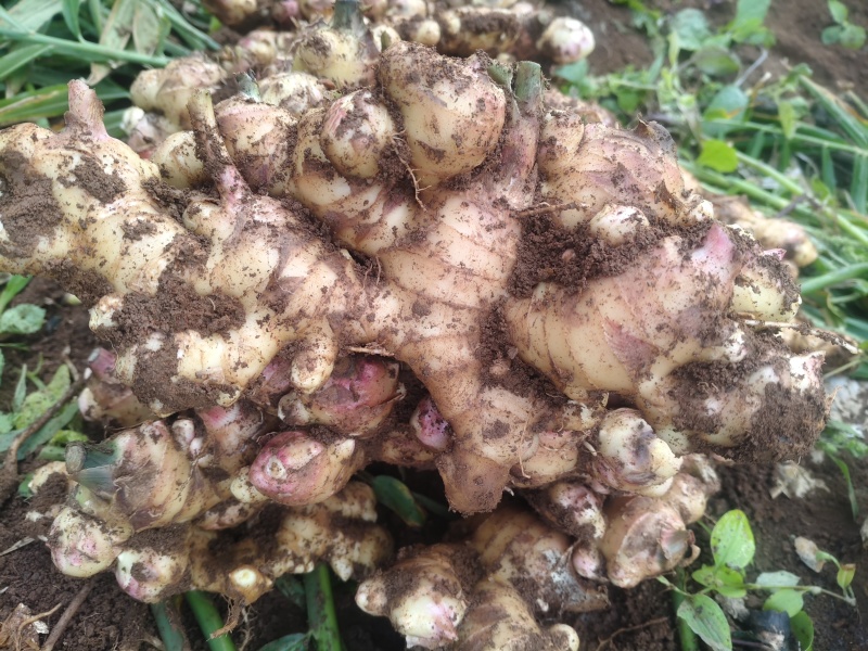 广西百色高山精品大肉姜色泽美丽，口感**，保质保量