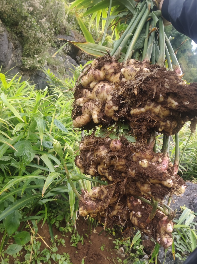 广西百色高山精品大肉姜色泽美丽，口感**，保质保量