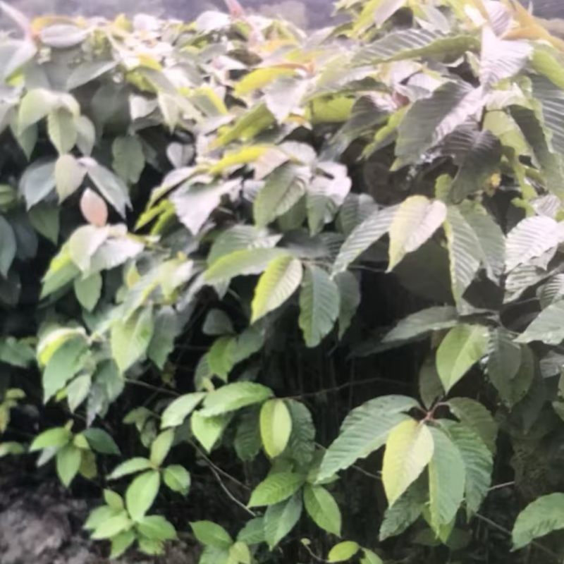 喜树奉新县邹家苗圃种植基地大量供应大小不一的喜树苗