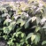 喜树奉新县邹家苗圃种植基地大量供应大小不一的喜树苗
