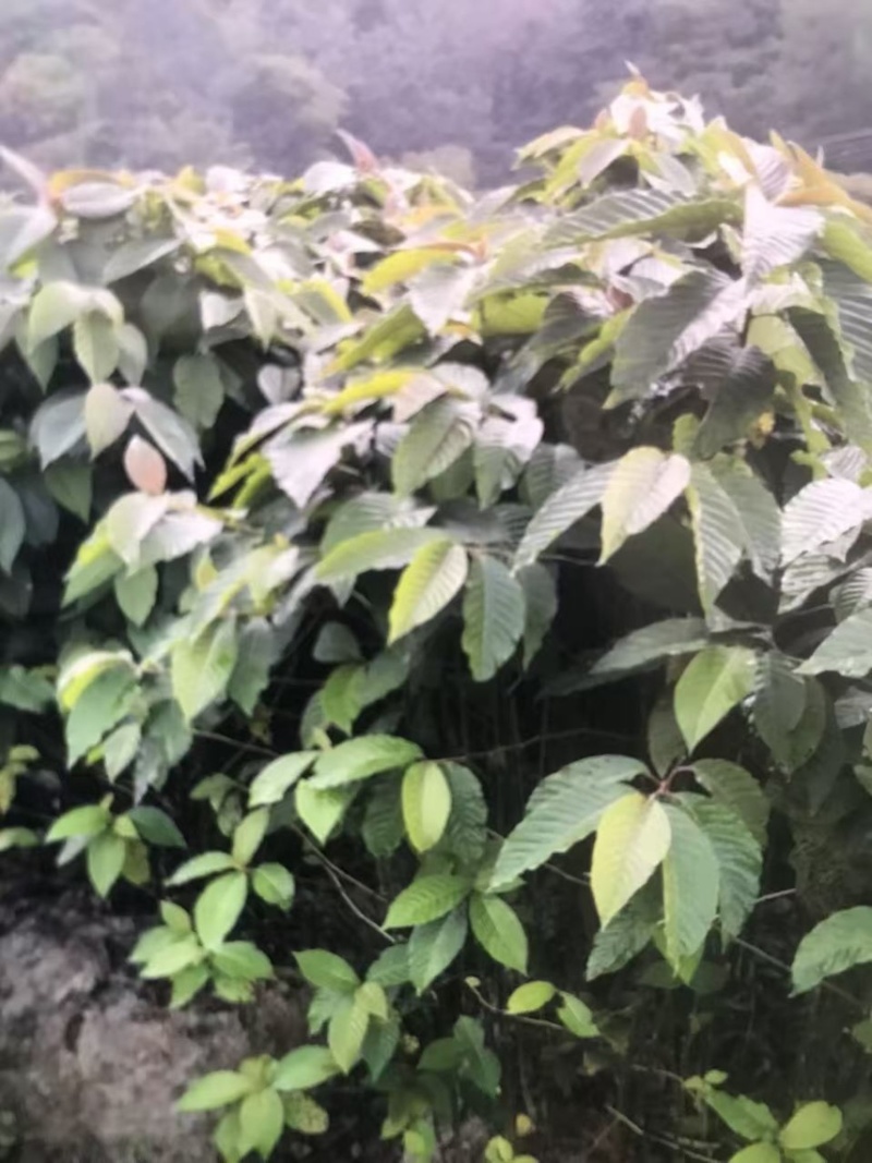 喜树奉新县邹家苗圃种植基地大量供应大小不一的喜树苗