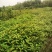 喜树奉新县邹家苗圃种植基地大量供应大小不一的喜树苗