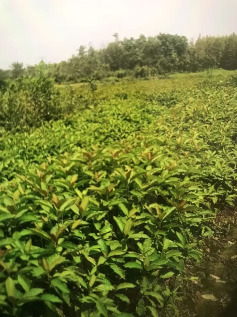 喜树奉新县邹家苗圃种植基地大量供应大小不一的喜树苗