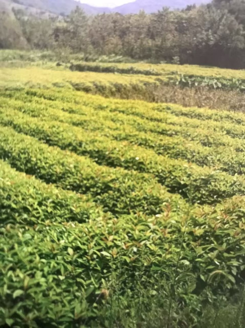 喜树奉新县邹家苗圃种植基地大量供应大小不一的喜树苗