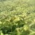喜树奉新县邹家苗圃种植基地大量供应大小不一的喜树苗