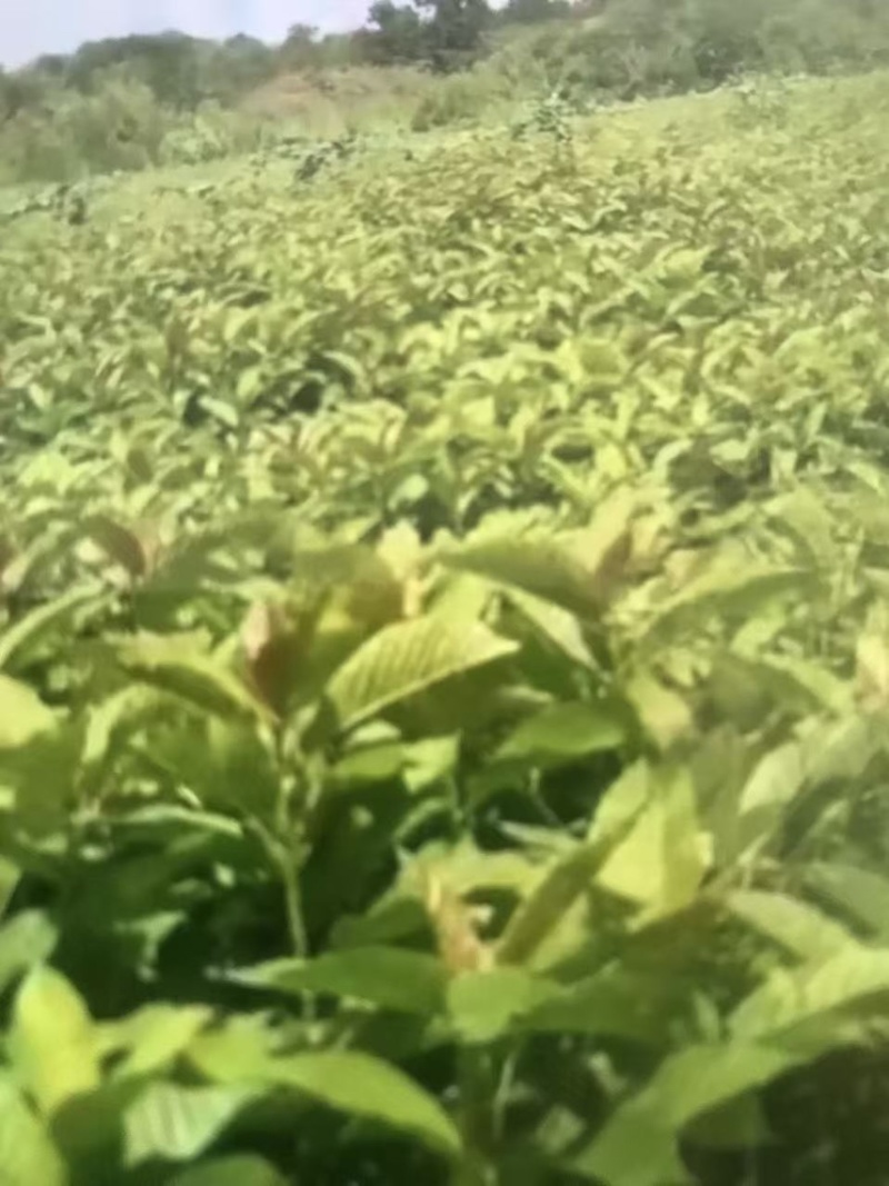 喜树奉新县邹家苗圃种植基地大量供应大小不一的喜树苗