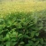 喜树奉新县邹家苗圃种植基地大量供应大小不一的喜树苗
