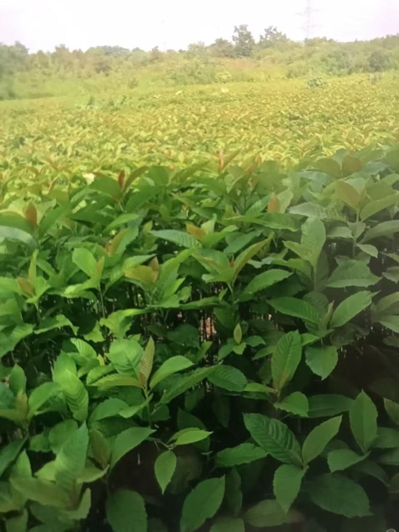 喜树奉新县邹家苗圃种植基地大量供应大小不一的喜树苗