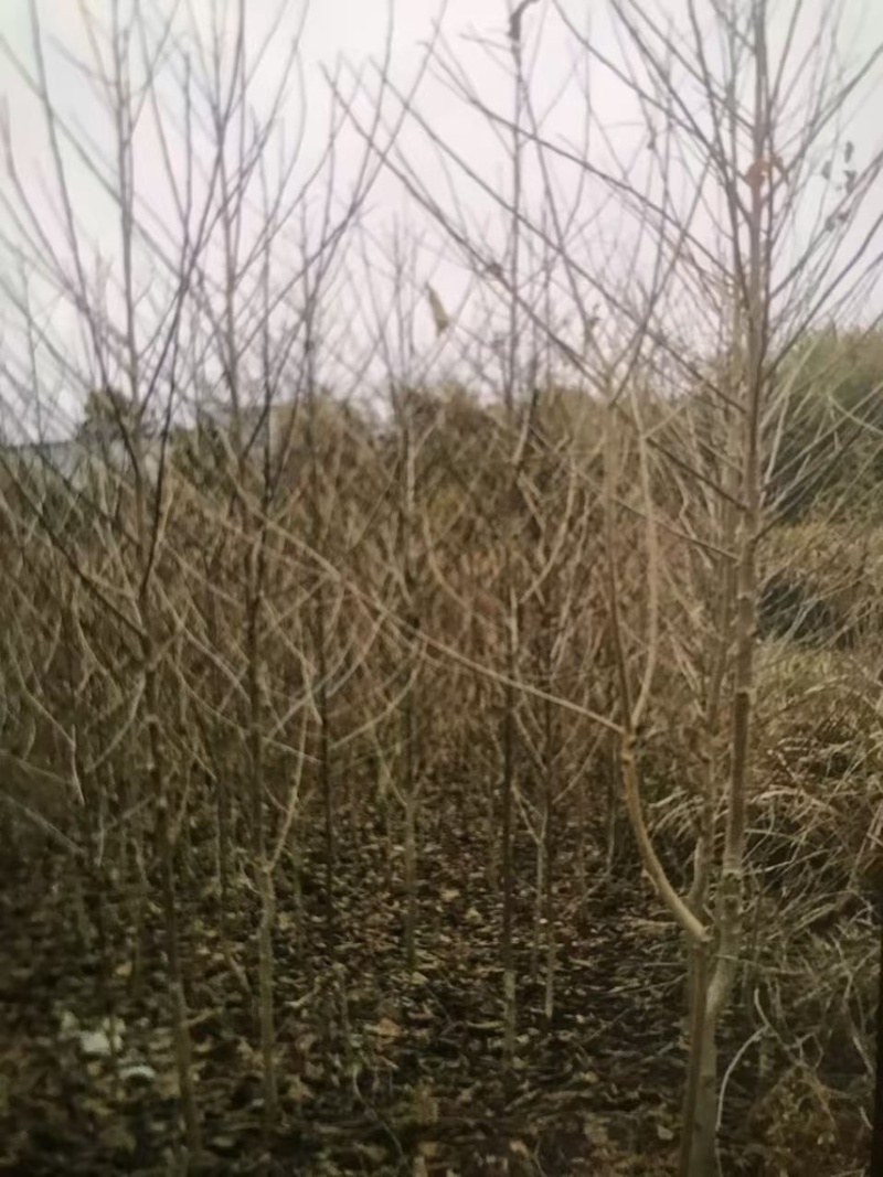 喜树奉新县邹家苗圃种植基地大量供应大小不一的喜树苗