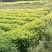 喜树奉新县邹家苗圃种植基地大量供应大小不一的喜树苗