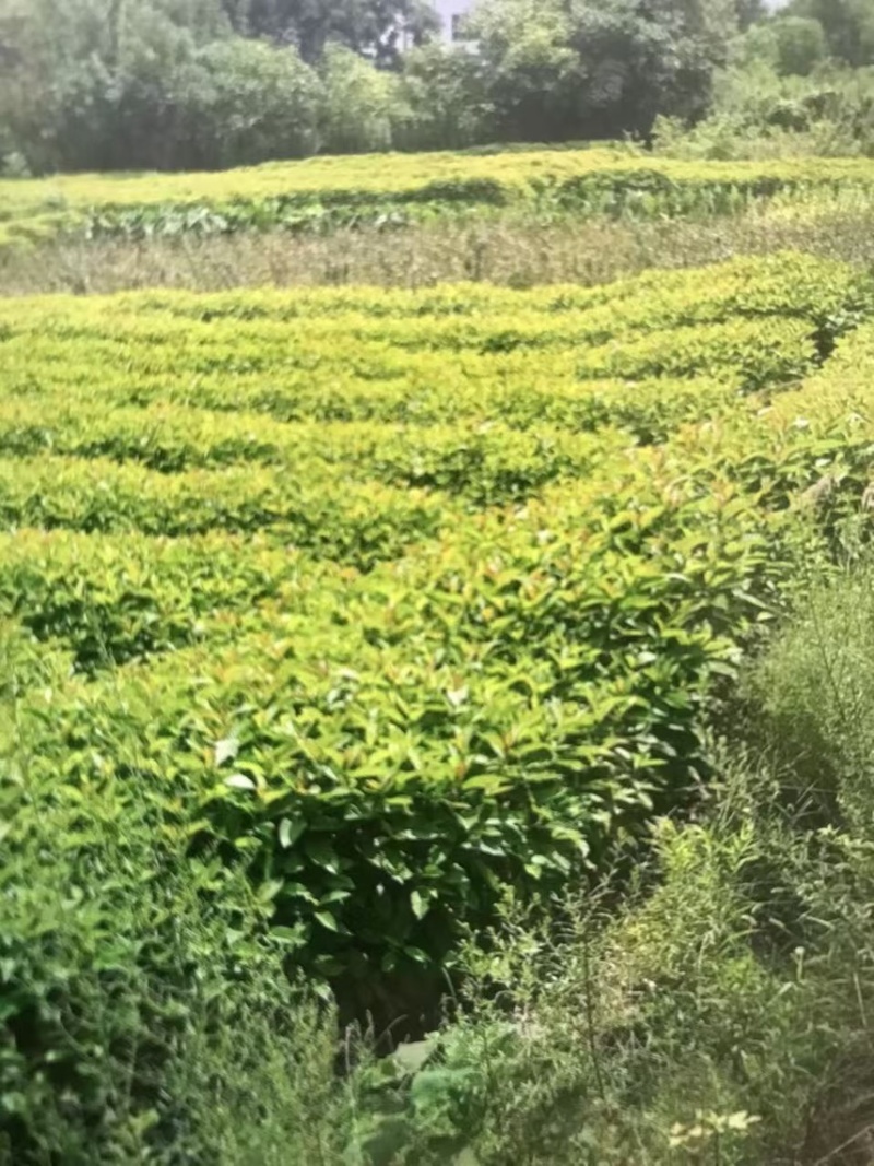 喜树奉新县邹家苗圃种植基地大量供应大小不一的喜树苗