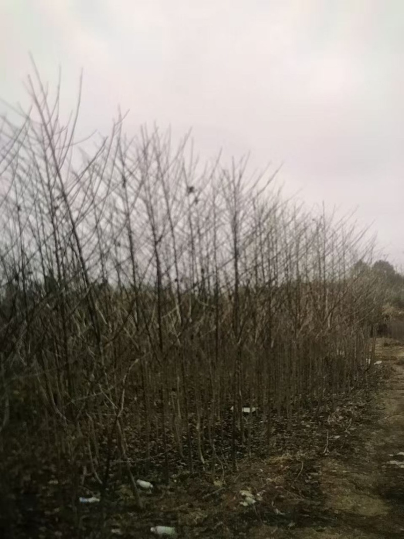喜树奉新县邹家苗圃种植基地大量供应大小不一的喜树苗