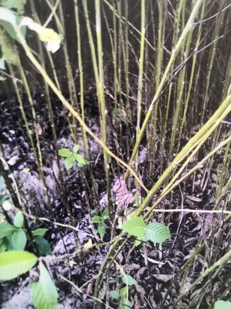 喜树奉新县邹家苗圃种植基地大量供应大小不一的喜树苗