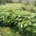 油桐杯苗奉新县邹家苗圃种植基地大量供应大小不一的油桐