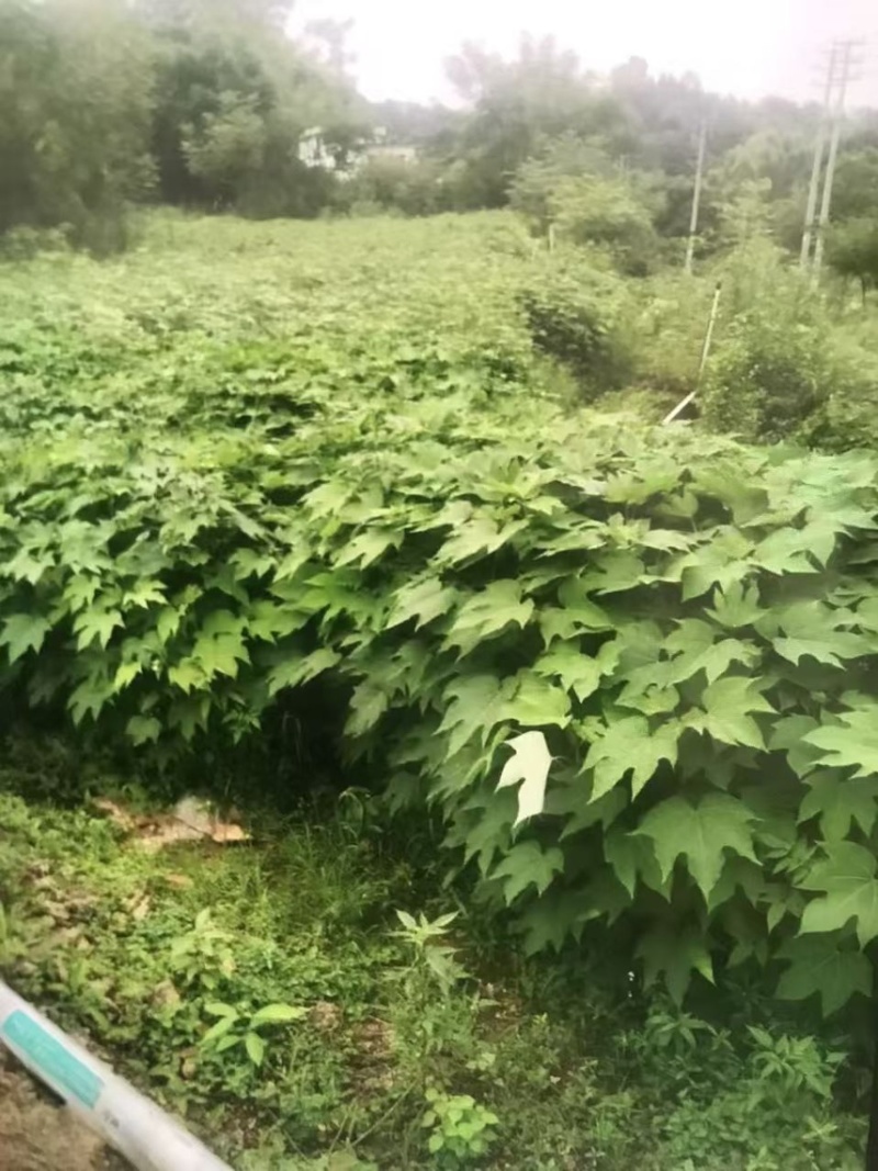 油桐杯苗奉新县邹家苗圃种植基地大量供应大小不一的油桐
