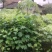 油桐杯苗奉新县邹家苗圃种植基地大量供应大小不一的油桐