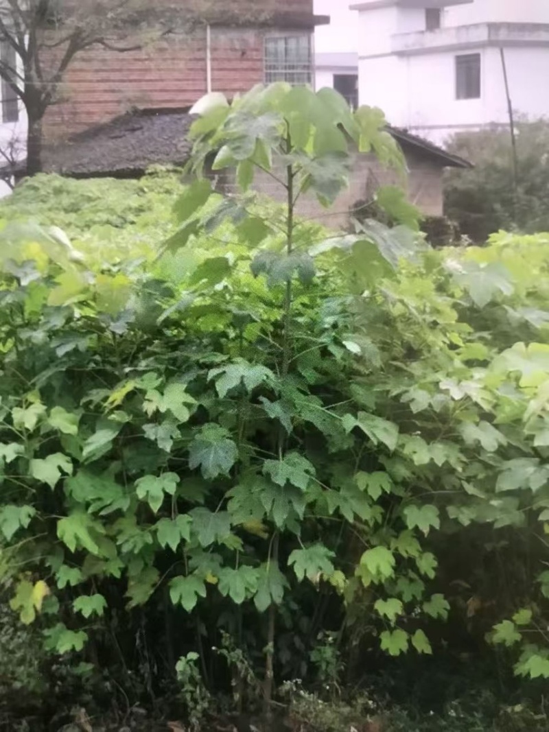油桐杯苗奉新县邹家苗圃种植基地大量供应大小不一的油桐