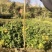 油桐杯苗奉新县邹家苗圃种植基地大量供应大小不一的油桐