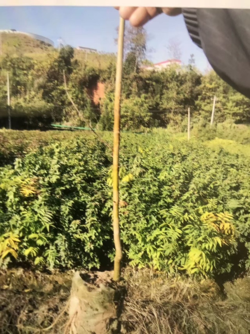 油桐杯苗奉新县邹家苗圃种植基地大量供应大小不一的油桐