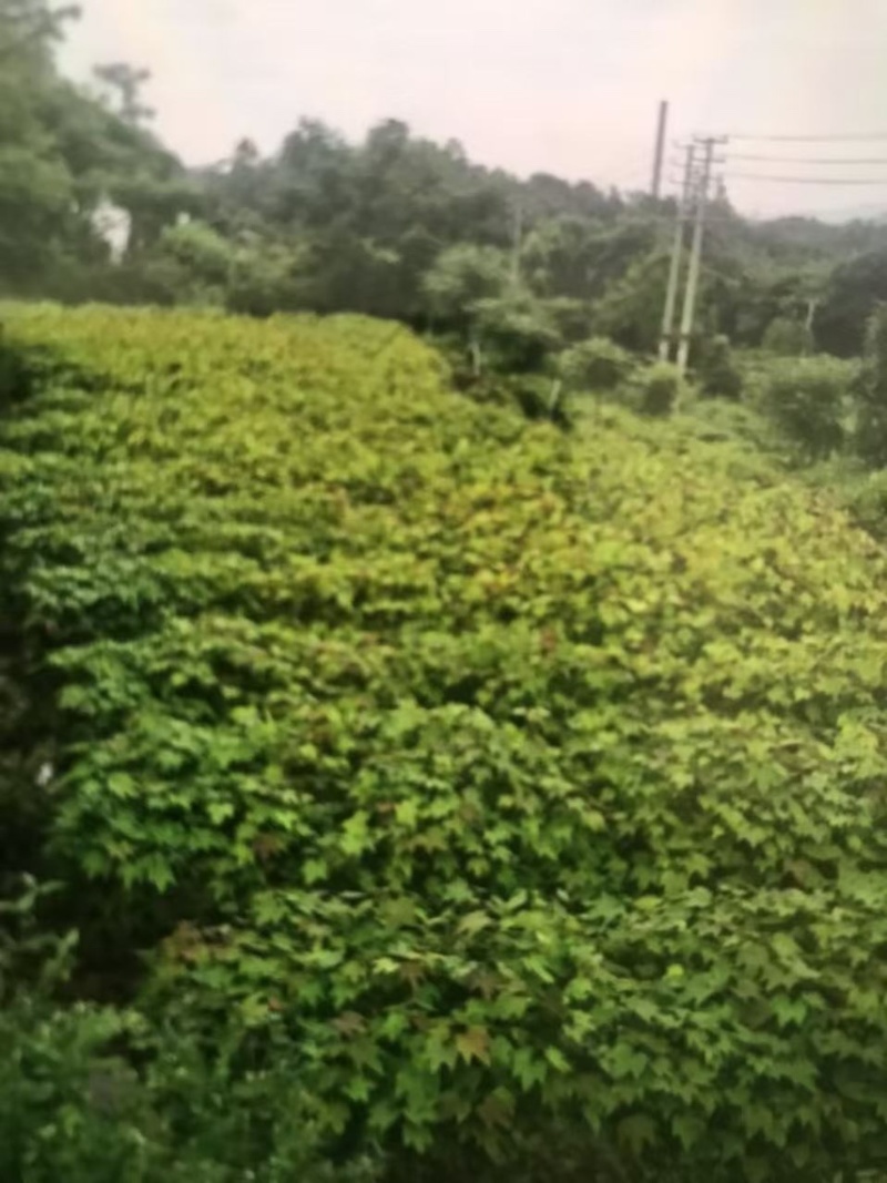 油桐杯苗奉新县邹家苗圃种植基地大量供应大小不一的油桐