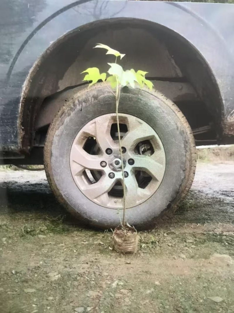 油桐杯苗奉新县邹家苗圃种植基地大量供应大小不一的油桐