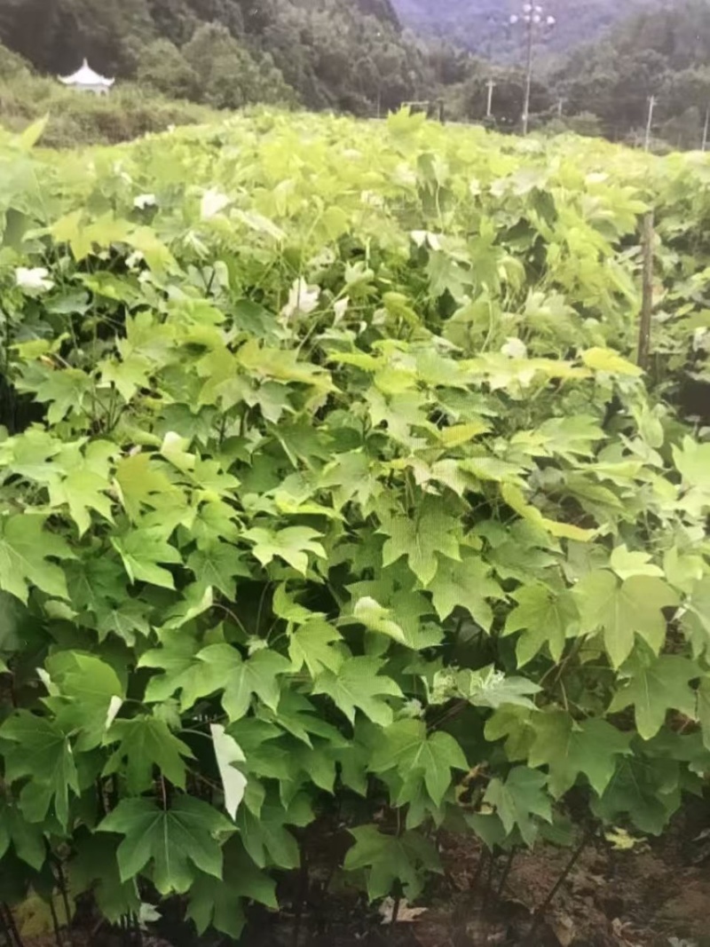 油桐杯苗奉新县邹家苗圃种植基地大量供应大小不一的油桐