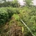 油桐杯苗奉新县邹家苗圃种植基地大量供应大小不一的油桐