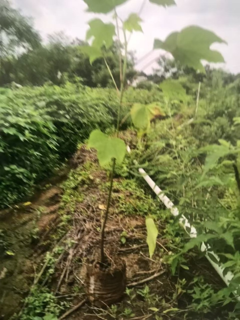 油桐杯苗奉新县邹家苗圃种植基地大量供应大小不一的油桐