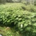 油桐杯苗奉新县邹家苗圃种植基地大量供应大小不一的油桐