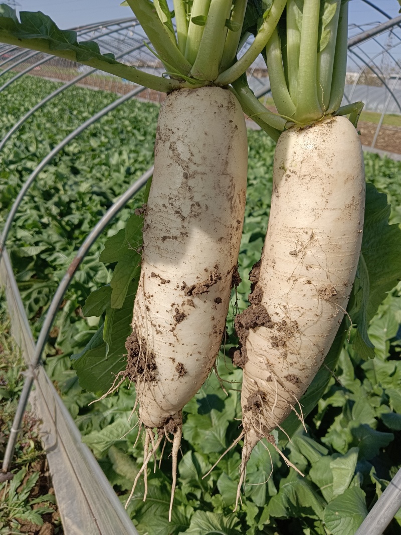 夏秋玉白萝卜，10000斤出售