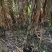 三米高大青皮甘蔗青甘蔗湖北黄冈蕲春