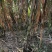 三米高大青皮甘蔗青甘蔗湖北黄冈蕲春