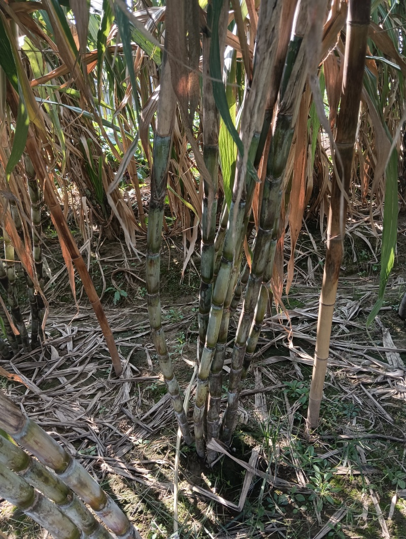 三米高大青皮甘蔗青甘蔗湖北黄冈蕲春