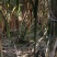 三米高大青皮甘蔗青甘蔗湖北黄冈蕲春