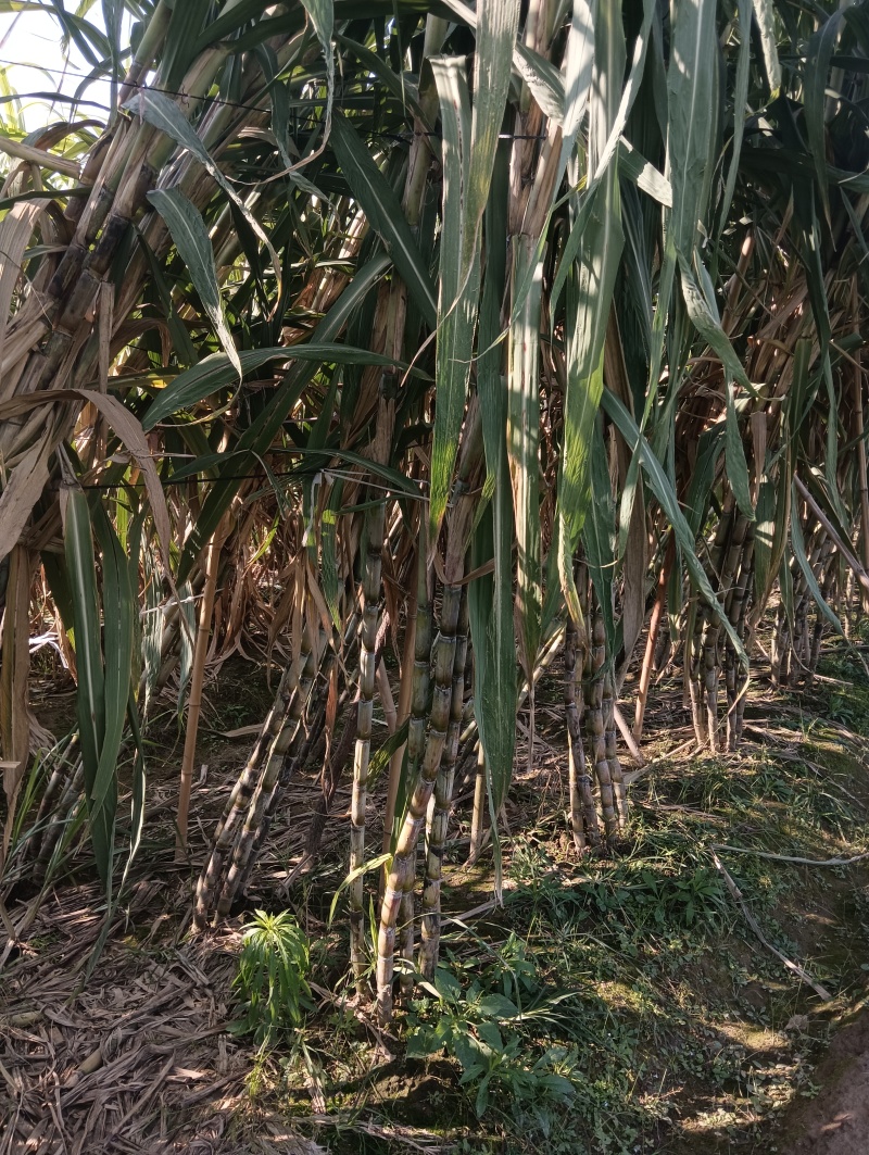 三米高大青皮甘蔗青甘蔗湖北黄冈蕲春
