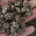 水洗三遍猫爪草足两斤家种有货中统草净货，大货