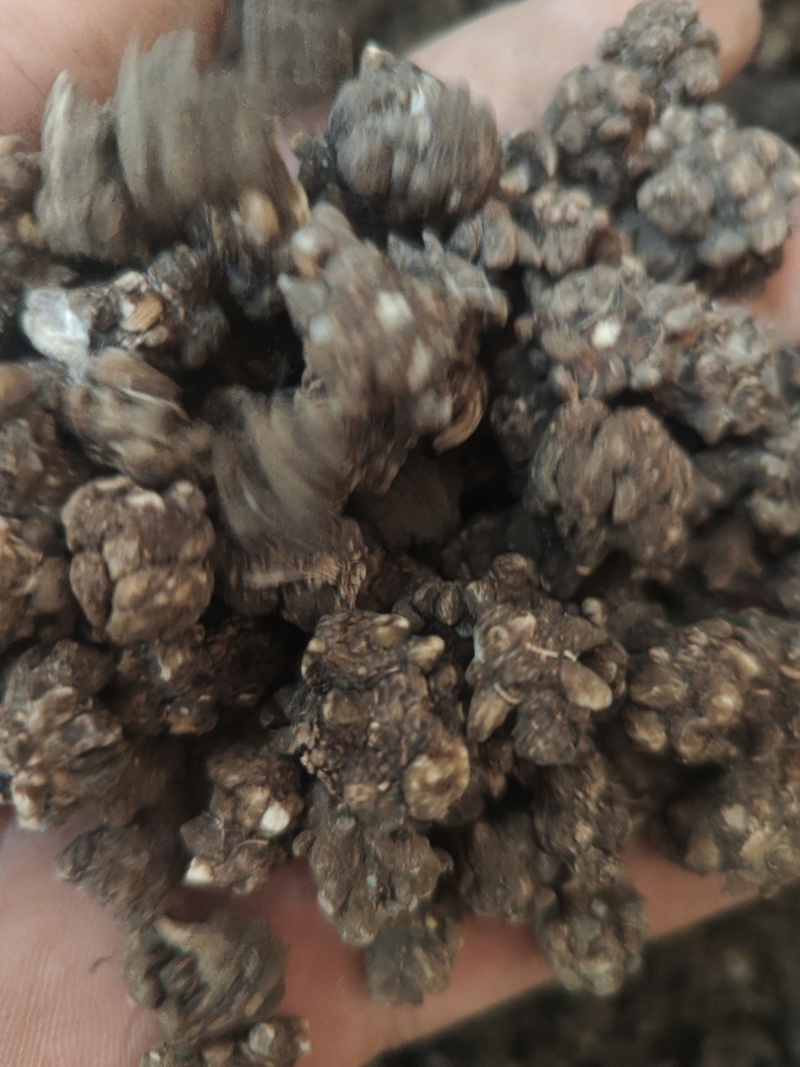 水洗三遍猫爪草足两斤家种有货中统草净货，大货