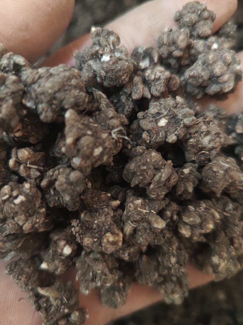 水洗三遍猫爪草足两斤家种有货中统草净货，大货