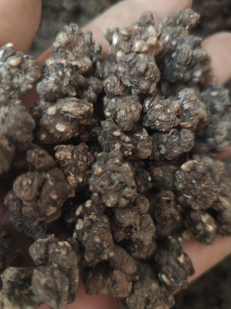 水洗三遍猫爪草足两斤家种有货中统草净货，大货