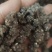 水洗三遍猫爪草足两斤家种有货中统草净货，大货