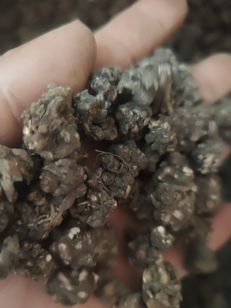 水洗三遍猫爪草足两斤家种有货中统草净货，大货
