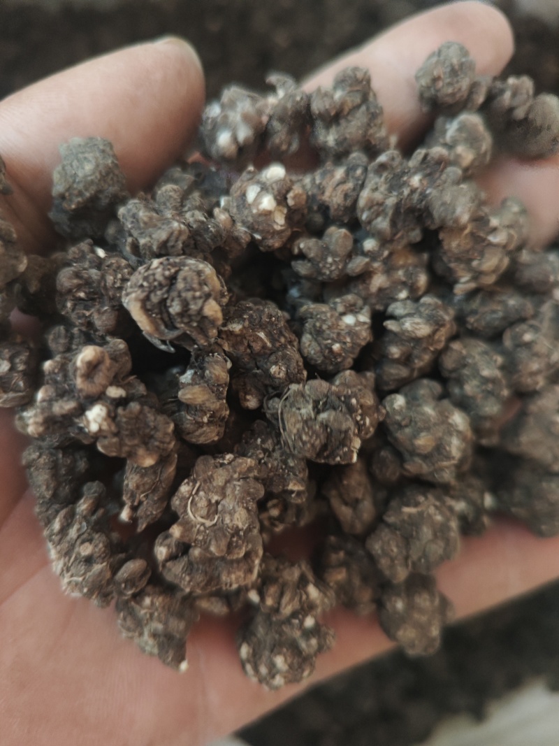 水洗三遍猫爪草足两斤家种有货中统草净货，大货