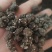 水洗三遍猫爪草足两斤家种有货中统草净货，大货