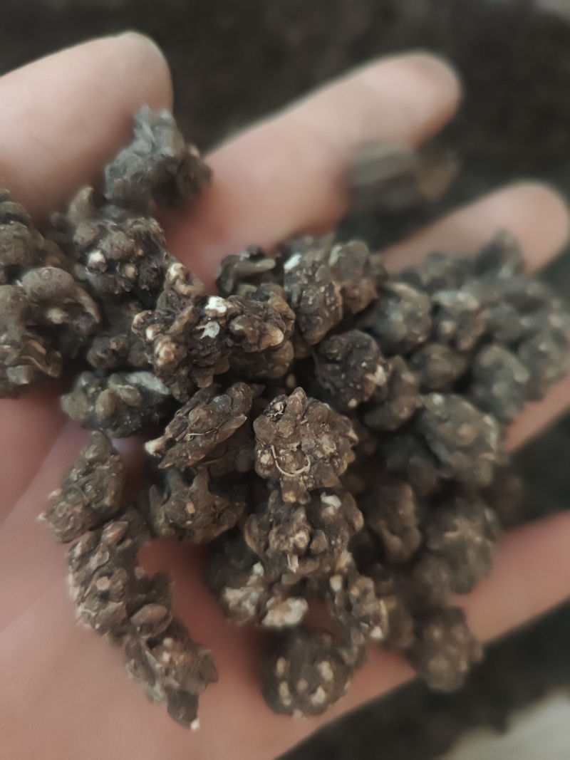 水洗三遍猫爪草足两斤家种有货中统草净货，大货