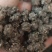 水洗三遍猫爪草足两斤家种有货中统草净货，大货