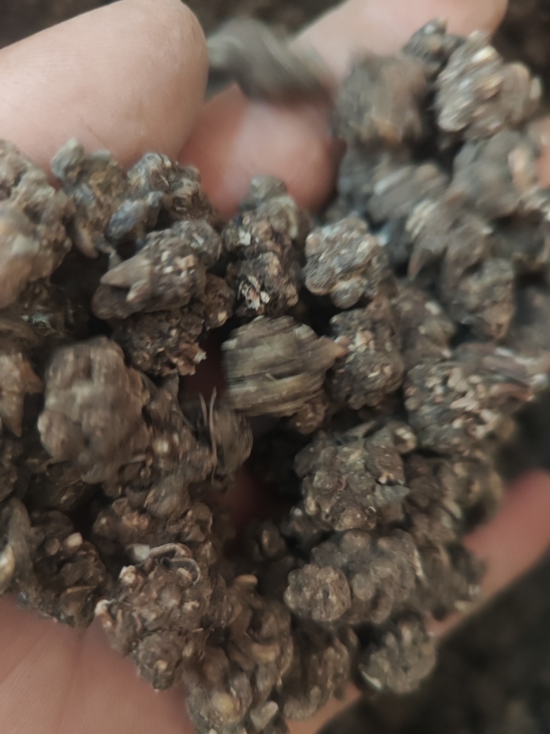 水洗三遍猫爪草足两斤家种有货中统草净货，大货